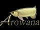 Ａｒｏｗａｎａ（大阪全域デリヘル）