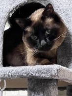 STAFFキラさん(人妻の輝き)のプロフィール画像